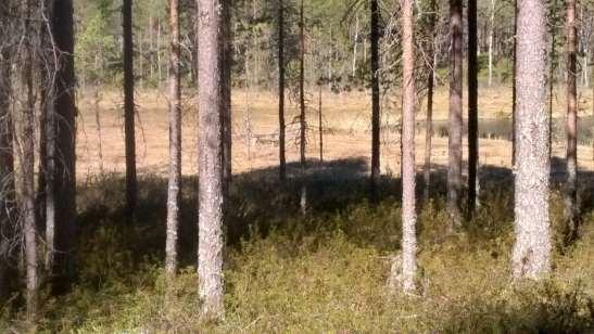 Takamaassa Kissalampien suunnassa maasto alkaa viettää kumpareen jälkeen ja muuttuu ensin kanervaisemmaksi ja lähellä soistumia mäntyvaltaiseksi suopursurämeeksi.