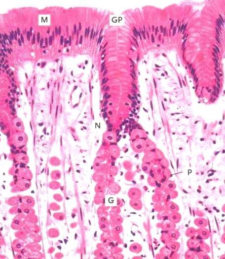 Hikirauhassolujen sytoplasma värjäytyy voimakkaan eosinofiilisesti Mahan