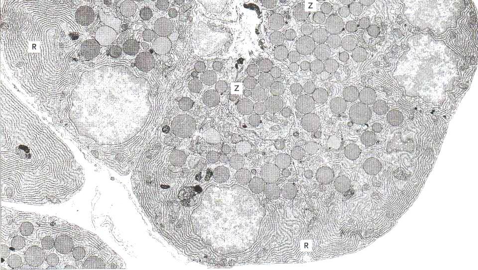 Haiman eksokriininen solu Eriterakkuloissa on proteiineja - solun kärkiosa värjäytyy siis