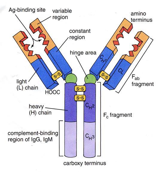 Vasta-aineen rakenne Kaksi identtistä raskasta ketjua ja kaksi identtistä kevyttä ketjua Y:n muodossa antigeenia sitova