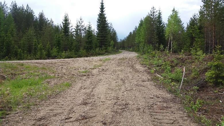 Näiden takana alkaa metsäautotie silmukastaan.