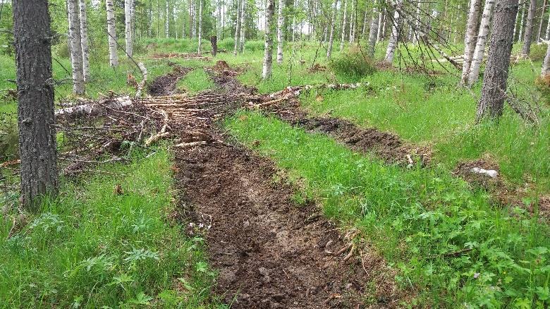 ennätysmäärä hyttysiä ja paarmoja.