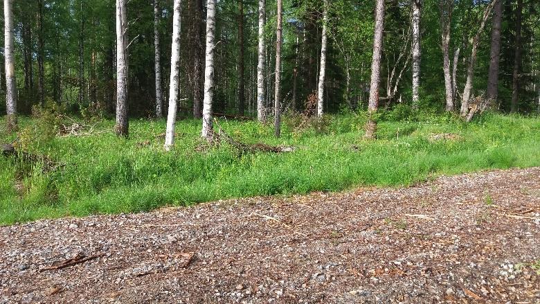 metsäkoneuran, jota jatkaa etuvasemmalle.