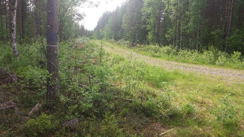 Ryteikköistä metsäkoneuraa seurataan vain 100m, jonka jälkeen se ei jatka taloa kohti