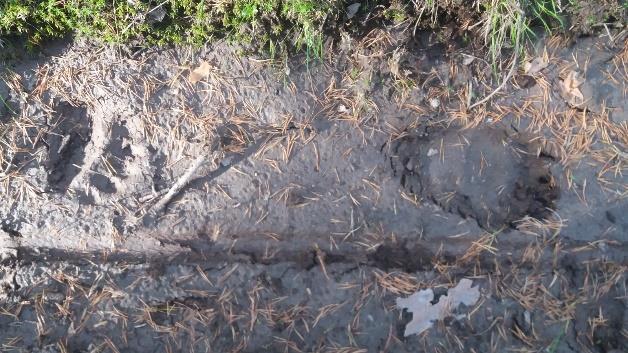 Tavimäen juurella metsäkoneura kääntyy oikealle