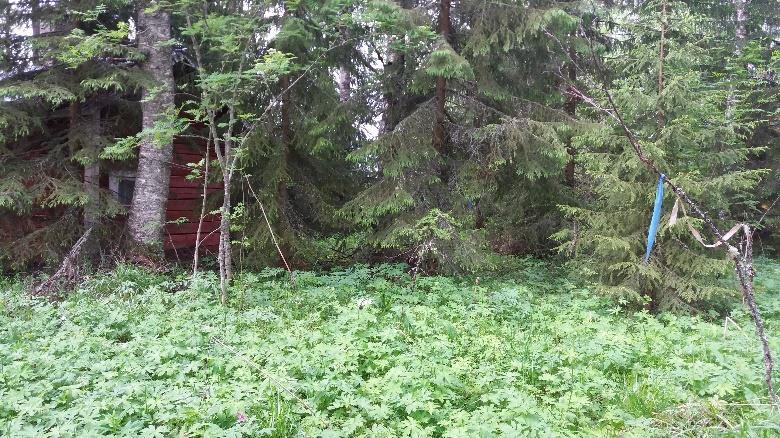 Osuuden pitkospuiden varoitetaan olevan huonossa kunnossa. Sitä ne ovatkin.