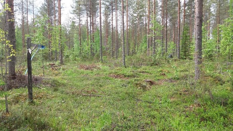 pitkän taipaleen jälkeen metsäautotien siirtymällä 15m
