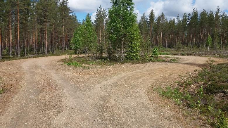 Sen reunaan on jätetty merkkipuiksi 1,5-metrisiä kantoja, mutta kaarna ja maali ovat