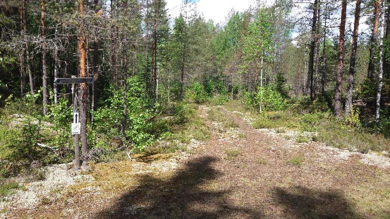 Metsäkoneurien risteyksessä on tolpassa sininen täplä.