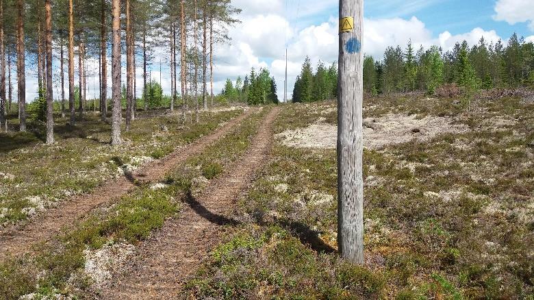 huomaamattomana vasemmalle tiheään taimikkoon.