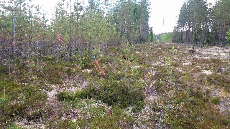 Polku tulee koivikoitumassa olevan hakkuuaukean reunaan, laskee