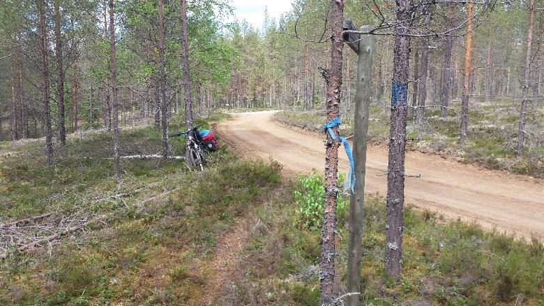 Korkeassa aluskasvillisuudessa polku erottuu huonosti ja