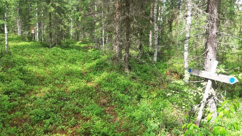 Ennen metsäautotietä on Y-risteys, jossa sininen