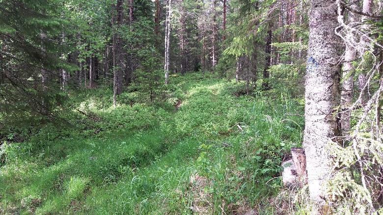 josta UKK-reitti kääntyy pian merkkien kohdalla