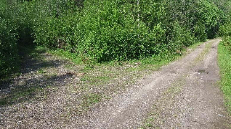 Polku tulee metsäautotielle sinisellä täpläviitalla merkityssä kohdassa. Y-risteyksen vasen vähemmän kuljettu haara johtaa oikeaan suuntaan.