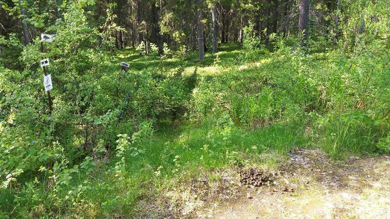 polut, kääntyy niiden viitoilla alamäkeen vasemmalle. 20m alempana näkyy suuressa kuusessa vanha punavalkea-musta vyö sekä sininen täplä.
