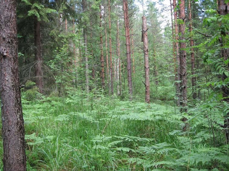 Sukula-Häiviä osayleiskaava 12.10.2010 5 2. Loukkokorven alueella kasvaa mustikkatyypin kangasta, joka moreenimäkien laella muuttuu puolukkatyypin kankaaksi.