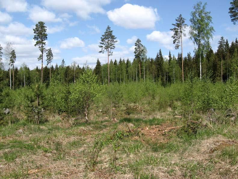 Kiistonsuo-Vetelänsuon alue on ojitettua isovarpuista rämettä. Suon pohjoisreunalla on laajoja taimikkoalueita, mutta myös varttunutta kuivan kankaan männikköä aivan suon reunalla.