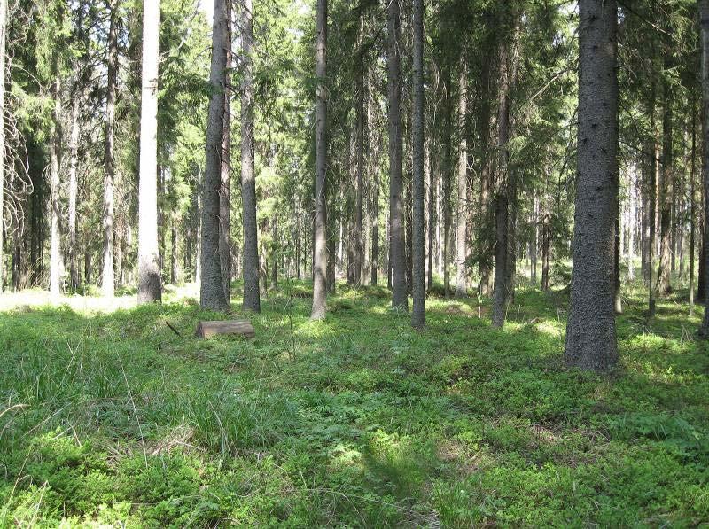 Sukula-Häiviä osayleiskaava 12.10.2010 6 Kuva 2 Eri-ikäinen mustikkatyypin kangas käkisuon länsipuolella 5.