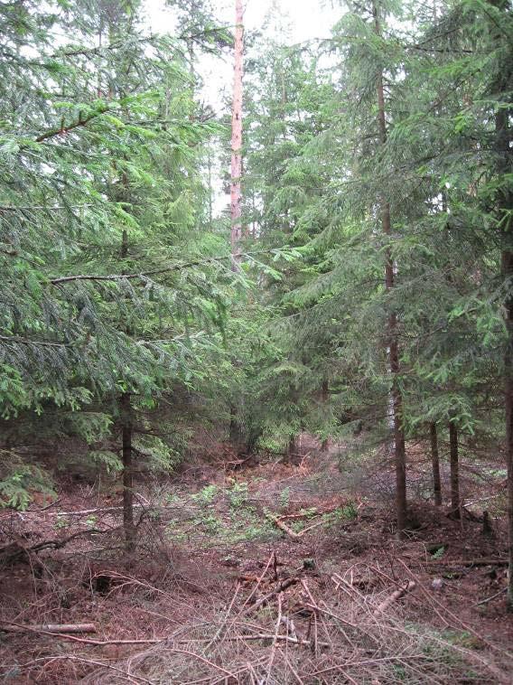 Sinipäänsuon itäisimmässä osassa on (A) luonnontilainen isovarpuisen rämeen alue ja puuton rahkaneva.