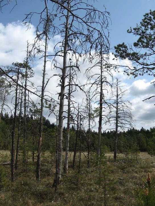 Sukula-Häiviä osayleiskaava 12.10.2010 7 mesoistumia. Alueella on osayleiskaavan korkein kohta 143.