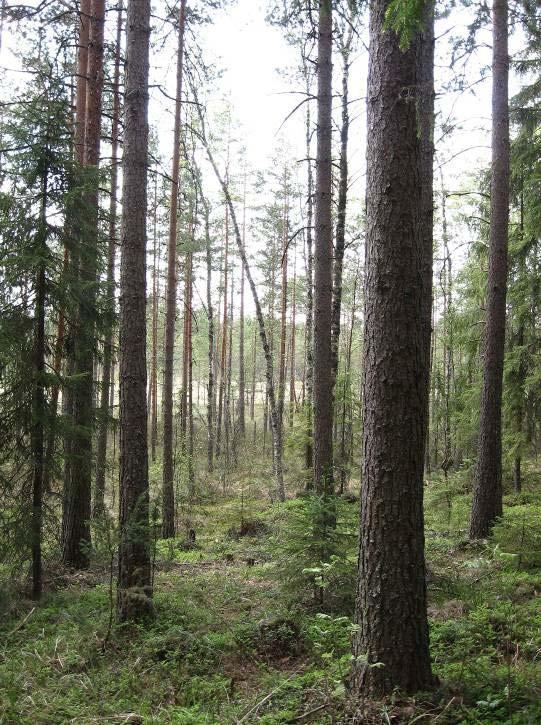 Kuivemmilla osilla on tupasvilla- ja isovarpuista rämettä.