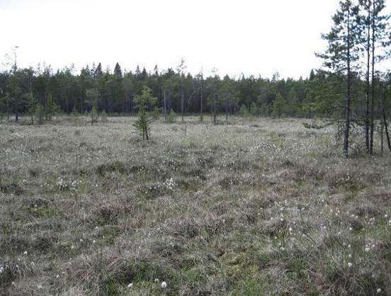suopursu, juolukka, variksenmarja tai tupasvilla, tupasluikka ja jouhisara.
