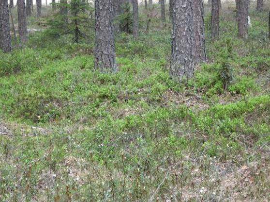 Suon länsipuolella on mäntyvaltaista paikoin varttunutta mustikkakangasta, sekapuustona kuusta ja koivua.