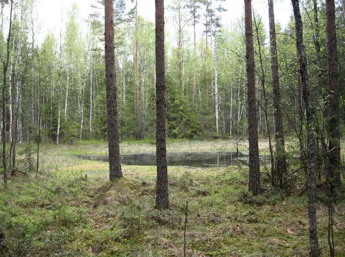 Sukula-Häiviä osayleiskaava 12.10.2010 8 9. Tupasuon asemakaava-alueella Tupasuon pyöreä suopainanne (C) on metsälain 10 mukainen arvokas elinympäristö.