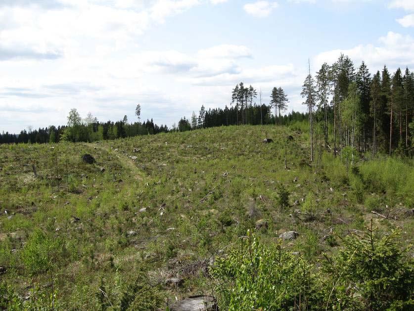 Rajalla sijaitsee pieni, arvokas luonnontilainen pienvesikokonaisuus (D), metsälain 10 mukainen suoreunainen metsälampi. Kuva 5 Metsälampi sijaitsee Forssan ja Tammelan rajalla 10.