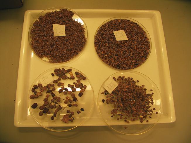 Kuva 1. Yhden näytteen fraktiot kuivumassa petrimaljiolla. Näytteistä, joissa oli hiilen määrä arvioitiin arvoksi 2 tai enemmän, tunnistettiin hiiliä puulajien selvittämiseksi.