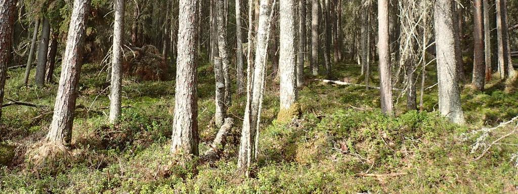 Haapajärven Pajuperänkankaan