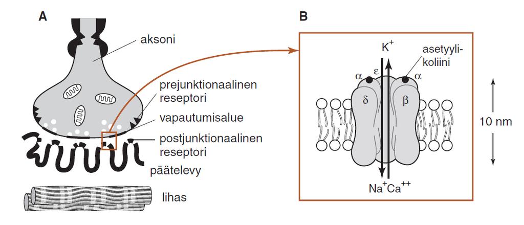 Tramadoli Lähinnä toimenpiteiden yhteydessä Alfentaniili, fentanyyli ja sufentaniili Remifentaniili Perifeeriset