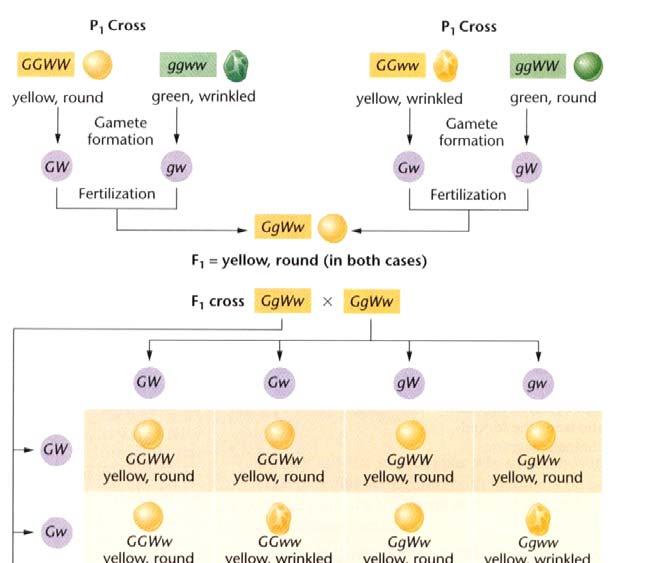 Geenien ja alleelien nimet ja lyhenteet g = green G = yellow (dominoiva, greenin vastakohta) w = wrinkled W = round (dominoiva, wrinkledin vastakohta) Tapa johtuu siitä,
