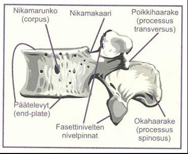8 (25) kolme alinta kylkiluuta ja muut vatsalihakset, joihin se kiinnittyy aponeuroosien eli ohuiden kalvojänteiden avulla.