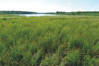 8 Kuva 12. Noin 1 km suunnitellusta biokaasulaitokselta länteen sijoittuvan Kuolajoen rannalla on lähinnä avoluhtaa. 4.