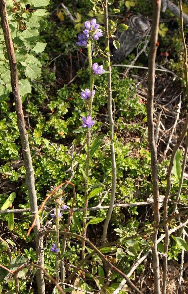 Säästöpuina ovat rauduskoivut ja yksi kookas metsälehmus. Kuviolla on myös lehmuksen taimia. Kuvio 24 on lehtomaista kangasta, jossa on lehtolaikkuja.