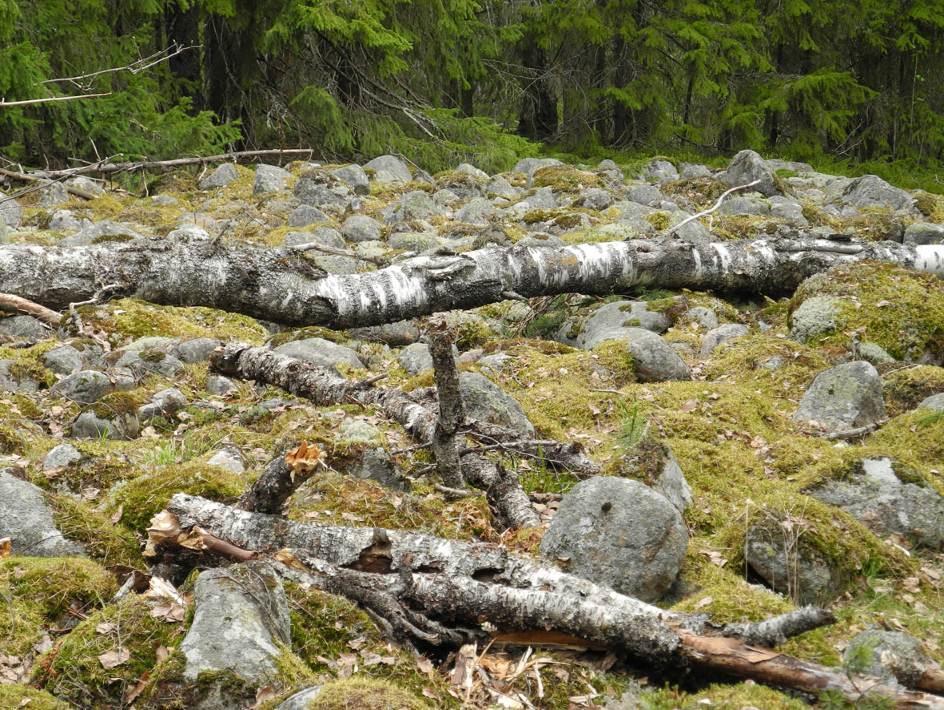 Kuva 2-10. Kuviolla 51 sijaitseva rakkakivikko. Kuvio 52 on kasvatusikäistä kuusta ja koivua kasvava tuoreen kankaan metsikkö.