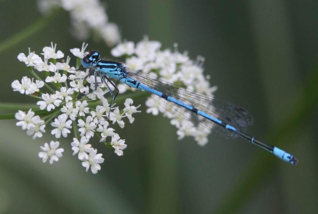 Kuva 7-1. Eteläntytönkorennon (Coenagrion puella) koiras Bastukärrin selvitysalueen lammella.