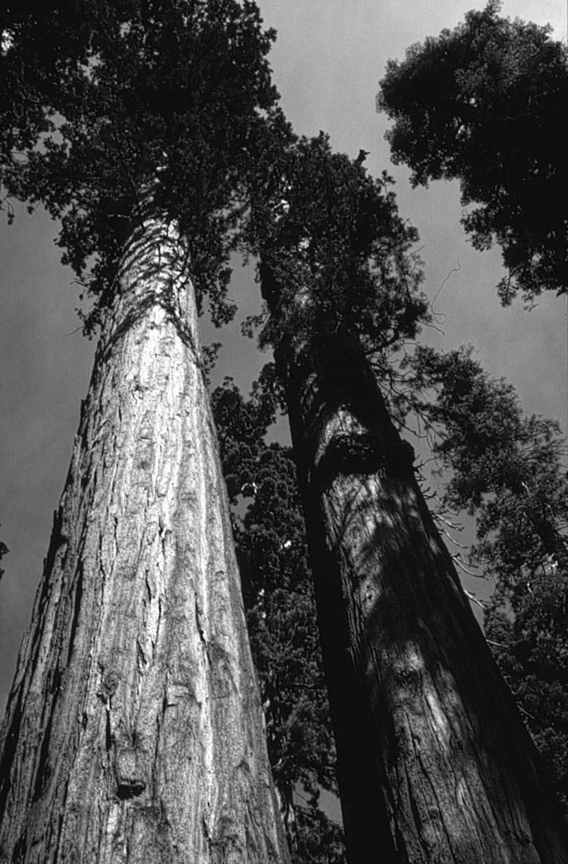 Sequoiadendron giganteum PINALES - havupuut 6 heimoa, n. 60 sukua, n. 500-600 spp.