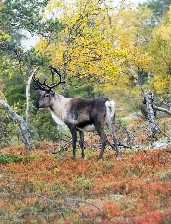Kun tämä ei kerran pystynytkään lähtemään postireissulle, matkaan lähti polkupyörällä 3-vuotias Elsa-tytär.