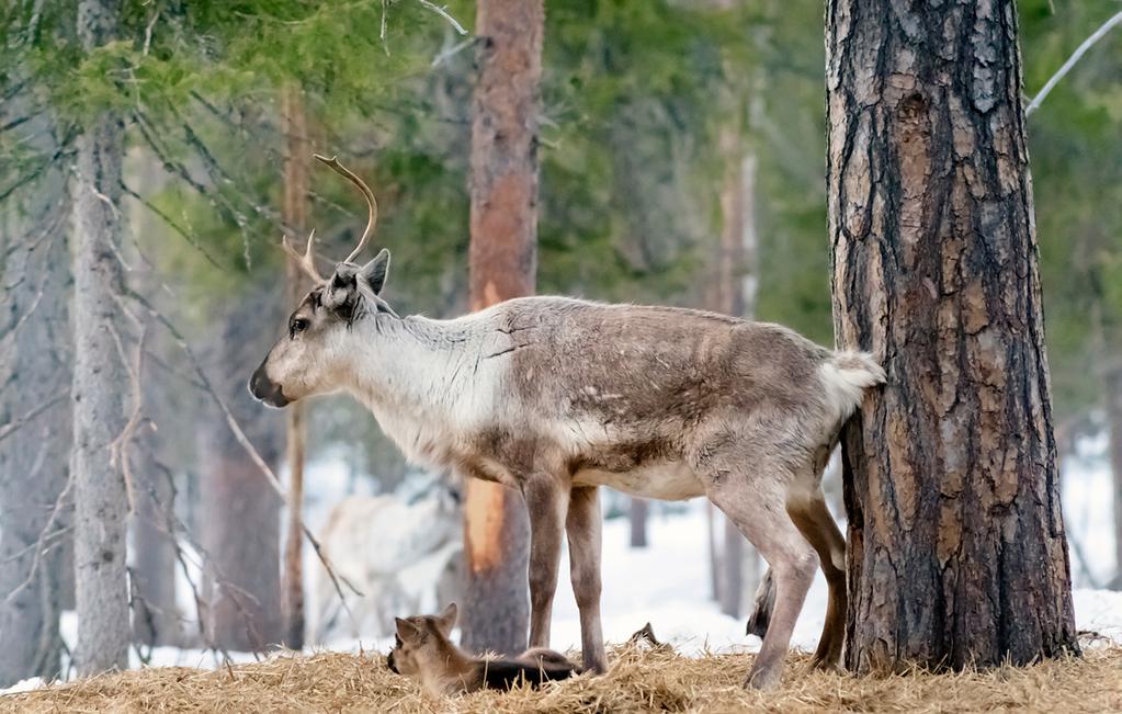 YKSI MAKUUHUONE Pieni mökki sopii perheen talviloman