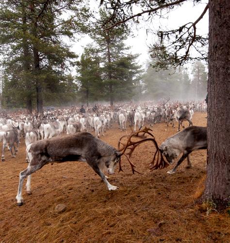 00- luvun alkupuolella Tornionjokilaakson suurin talonpoikainen poronomistaja oli Mikko Tanelinpoika Äkäslompolo 75:llä porollaan.