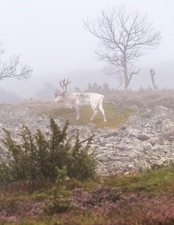KAKSIKERROKSISESSA HUONEISTOSSA majoitus hlölle, ylhäällä.