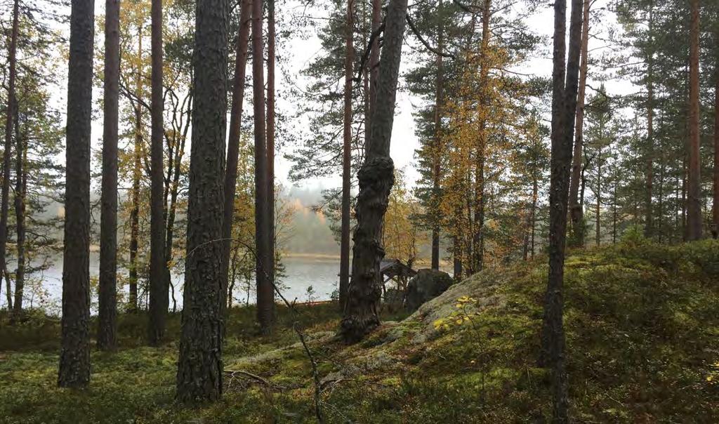 6 Näkymä tonttien 2 ja 3 välistä järvelle. 3.1.