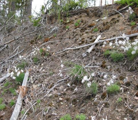 Pinta-ala: 0,8 ha (molemmat pienaukot 0,4 ha) (yksityisomistus) Elinympäristö: paahde-elinympäristö (harjun etelärinne), (VT) Kuviot 24 ja 25 poltettiin osana Luonnonhoitoa liekillä-hanketta vuosina