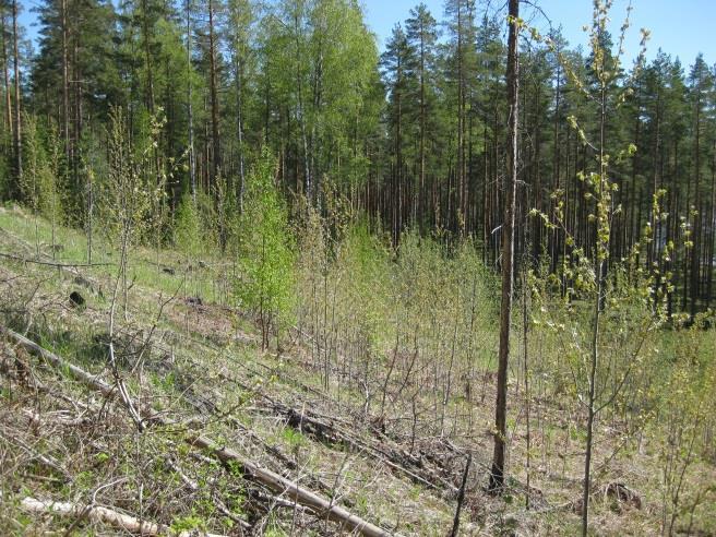 Hakkuun ja polton jälkeen kohteelle noussutta haapa- ja koivuvesaikkoa poistetaan raivaamalla ja