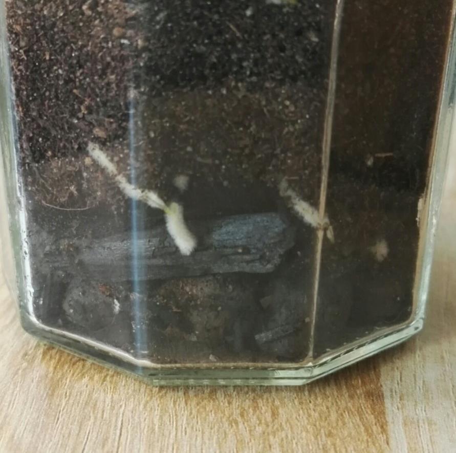 Biohiilellä on lukuisia käyttökohteita. Tässä on luoteltu muutamia yleisimpiä. 1. Maaperän parantaminen 2. Kasvualustana käyttö 3. Hiilinieluna käyttö 4. Pilaantuneen maaperän puhdistus 5.