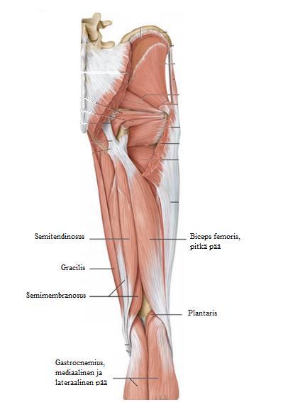 20 KUVA 4. Hamstring-lihakset. (Shuenke ym. 2006, 447) Biceps femoris on ulommaisin hamstring-lihaksista.