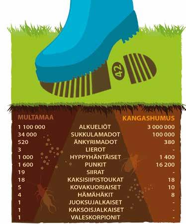 MAAPERÄN RAVINTOVERKKO VAPAAEHTOISTYÖTÄ PELLON PARHAAKSI Maaperän ravintoverkko The Soil Food Web Mikä on ilmainen ja näkymätön, mutta työskentelee uutterasti ja on erittäin eläväinen?